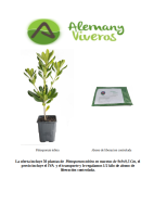 oferta de pittosporum tobira m10 200626